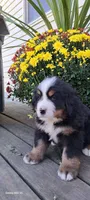 Brich Bark, a male Bernese Mountain Dog for sale in Charles City, IA – 4 of 10
