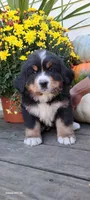 Acorn sir, a male Bernese Mountain Dog for sale in Charles City, IA – 9 of 10