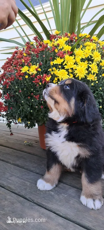 Acorn sir – Bernese Mountain Dog puppy for sale in Charles City, IA