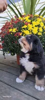 Acorn sir, a male Bernese Mountain Dog for sale in Charles City, IA – 1 of 10