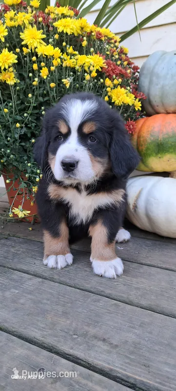 Maple leaf 🍁  – Bernese Mountain Dog puppy for sale in Charles City, IA