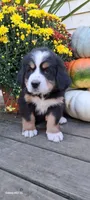 Maple leaf 🍁 , a female Bernese Mountain Dog for sale in Charles City, IA – 1 of 10