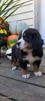 Honeycomb , a female Bernese Mountain Dog for sale in Charles City, IA – 3 of 10