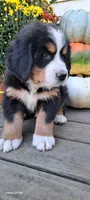Maple leaf 🍁 , a female Bernese Mountain Dog for sale in Charles City, IA – 6 of 10