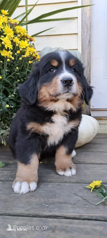 Copper – Bernese Mountain Dog puppy for sale in Charles City, IA