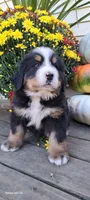 Brich Bark, a male Bernese Mountain Dog for sale in Charles City, IA – 9 of 10