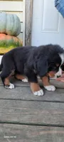 Honeycomb , a female Bernese Mountain Dog for sale in Charles City, IA – 7 of 10