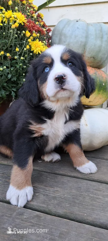 Diamond Queen  – Bernese Mountain Dog puppy for sale in Charles City, IA