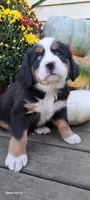 Diamond Queen , a female Bernese Mountain Dog for sale in Charles City, IA – 1 of 10