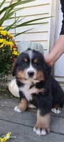 Copper, a male Bernese Mountain Dog for sale in Charles City, IA – 4 of 7