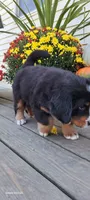 Copper Bro, a male Bernese Mountain Dog for sale in Charles City, IA – 10 of 10