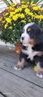 Brich Bark, a male Bernese Mountain Dog for sale in Charles City, IA – 3 of 10
