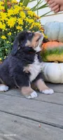 Acorn sir, a male Bernese Mountain Dog for sale in Charles City, IA – 6 of 10