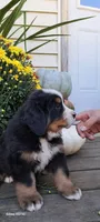Brich Bark, a male Bernese Mountain Dog for sale in Charles City, IA – 5 of 10