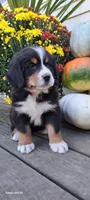 Honeycomb , a female Bernese Mountain Dog for sale in Charles City, IA – 10 of 10