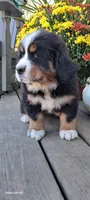 Hazel Nut, a female Bernese Mountain Dog for sale in Charles City, IA – 3 of 10
