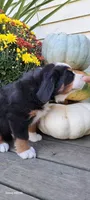 Autumn Blaze , a female Bernese Mountain Dog for sale in Charles City, IA – 10 of 10
