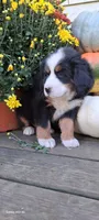 Diamond Queen , a female Bernese Mountain Dog for sale in Charles City, IA – 7 of 10