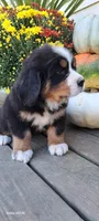 Hazel Nut, a female Bernese Mountain Dog for sale in Charles City, IA – 8 of 10