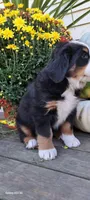 Autumn Blaze , a female Bernese Mountain Dog for sale in Charles City, IA – 3 of 10