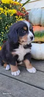Honeycomb , a female Bernese Mountain Dog for sale in Charles City, IA – 2 of 10