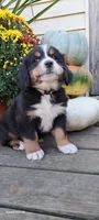 Honeycomb , a female Bernese Mountain Dog for sale in Charles City, IA – 6 of 10
