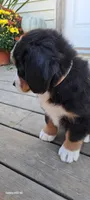 Honeycomb , a female Bernese Mountain Dog for sale in Charles City, IA – 8 of 10