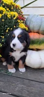 Diamond Queen , a female Bernese Mountain Dog for sale in Charles City, IA – 4 of 10