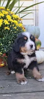 Brich Bark, a male Bernese Mountain Dog for sale in Charles City, IA – 1 of 10