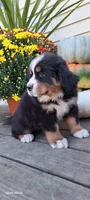 Hazel Nut, a female Bernese Mountain Dog for sale in Charles City, IA – 5 of 10
