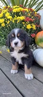 Honeycomb , a female Bernese Mountain Dog for sale in Charles City, IA – 9 of 10