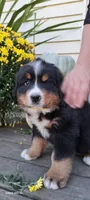 Copper Bro, a male Bernese Mountain Dog for sale in Charles City, IA – 2 of 10