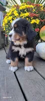 Hazel Nut, a female Bernese Mountain Dog for sale in Charles City, IA – 6 of 10