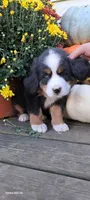 Diamond Queen , a female Bernese Mountain Dog for sale in Charles City, IA – 10 of 10