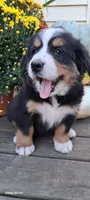 Maple leaf 🍁 , a female Bernese Mountain Dog for sale in Charles City, IA – 9 of 10