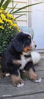 Brich Bark, a male Bernese Mountain Dog for sale in Charles City, IA – 6 of 10