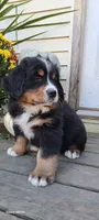 Copper, a male Bernese Mountain Dog for sale in Charles City, IA – 7 of 7