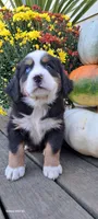 Diamond Queen , a female Bernese Mountain Dog for sale in Charles City, IA – 8 of 10