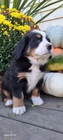 Autumn Blaze , a female Bernese Mountain Dog for sale in Charles City, IA – 5 of 10