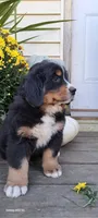 Copper Bro, a male Bernese Mountain Dog for sale in Charles City, IA – 9 of 10
