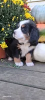 Diamond Queen , a female Bernese Mountain Dog for sale in Charles City, IA – 9 of 10