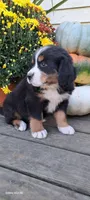 Honeycomb , a female Bernese Mountain Dog for sale in Charles City, IA – 5 of 10