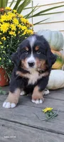 Copper, a male Bernese Mountain Dog for sale in Charles City, IA – 2 of 7