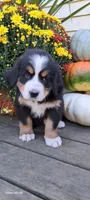 Maple leaf 🍁 , a female Bernese Mountain Dog for sale in Charles City, IA – 2 of 10