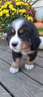 Hazel Nut, a female Bernese Mountain Dog for sale in Charles City, IA – 4 of 10