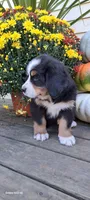 Maple leaf 🍁 , a female Bernese Mountain Dog for sale in Charles City, IA – 8 of 10