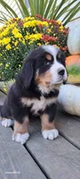Hazel Nut, a female Bernese Mountain Dog for sale in Charles City, IA – 9 of 10
