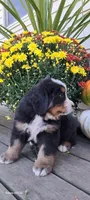Brich Bark, a male Bernese Mountain Dog for sale in Charles City, IA – 8 of 10