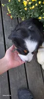 Autumn Blaze , a female Bernese Mountain Dog for sale in Charles City, IA – 6 of 10