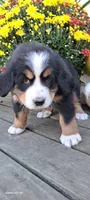 Maple leaf 🍁 , a female Bernese Mountain Dog for sale in Charles City, IA – 3 of 10